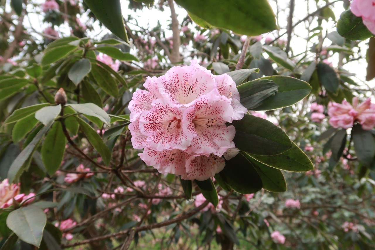 R. irroratum 'Polka Dot'